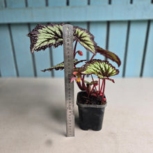 Load image into Gallery viewer, #P4 Begonia Fireworks