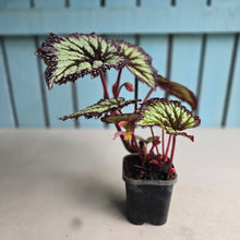 Load image into Gallery viewer, #P4 Begonia Fireworks