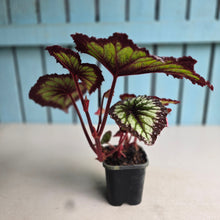Load image into Gallery viewer, #P4 Begonia Fireworks