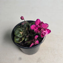 Load image into Gallery viewer, #G1 African Violet