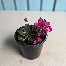 Load image into Gallery viewer, #G1 African Violet