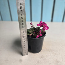 Load image into Gallery viewer, #G1 African Violet