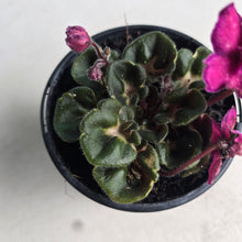Load image into Gallery viewer, #G1 African Violet