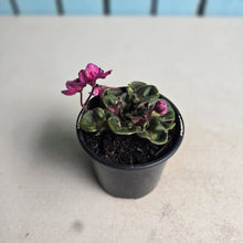 Load image into Gallery viewer, #G1 African Violet