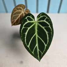Load image into Gallery viewer, #MU2 Anthurium Dark Crystallinum x Forgetii