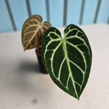 Load image into Gallery viewer, #MU2 Anthurium Dark Crystallinum x Forgetii