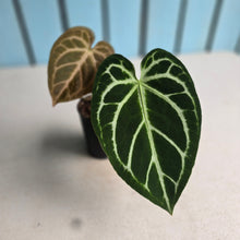 Load image into Gallery viewer, #MU2 Anthurium Dark Crystallinum x Forgetii