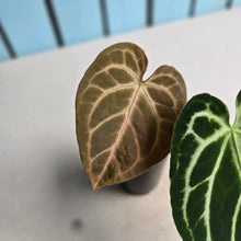 Load image into Gallery viewer, #MU2 Anthurium Dark Crystallinum x Forgetii