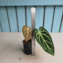 Load image into Gallery viewer, #MU2 Anthurium Dark Crystallinum x Forgetii