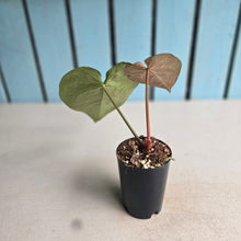 Load image into Gallery viewer, #MU2 Anthurium Dark Crystallinum x Forgetii