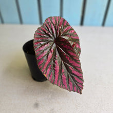 Load image into Gallery viewer, #G17 Begonia Brevirimosa
