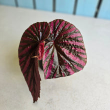 Load image into Gallery viewer, #G17 Begonia Brevirimosa
