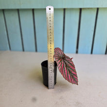 Load image into Gallery viewer, #G17 Begonia Brevirimosa