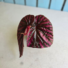Load image into Gallery viewer, #G17 Begonia Brevirimosa