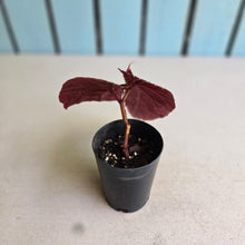 Load image into Gallery viewer, #G17 Begonia Brevirimosa