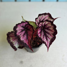 Load image into Gallery viewer, #G27 Begonia Unknown