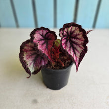 Load image into Gallery viewer, #G27 Begonia Unknown