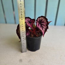Load image into Gallery viewer, #G27 Begonia Unknown