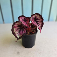 Load image into Gallery viewer, #G27 Begonia Unknown