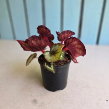 Load image into Gallery viewer, #G27 Begonia Unknown