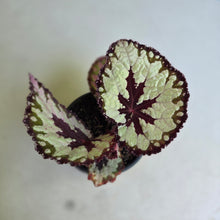 Load image into Gallery viewer, #111 Begonia Havilah