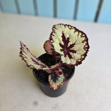 Load image into Gallery viewer, #111 Begonia Havilah