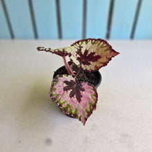 Load image into Gallery viewer, #111 Begonia Havilah