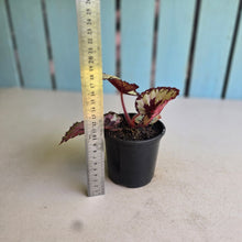 Load image into Gallery viewer, #111 Begonia Havilah