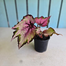 Load image into Gallery viewer, #W8 Begonia Unknown