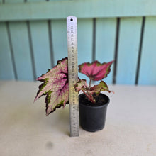 Load image into Gallery viewer, #W8 Begonia Unknown