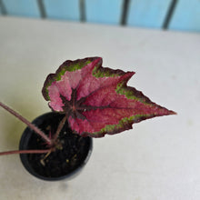 Load image into Gallery viewer, #W8 Begonia Unknown