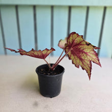Load image into Gallery viewer, #W8 Begonia Unknown