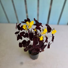 Load image into Gallery viewer, #G5 Oxalis Hedysaroides - Fire Fern