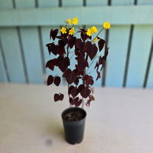 Load image into Gallery viewer, #G5 Oxalis Hedysaroides - Fire Fern