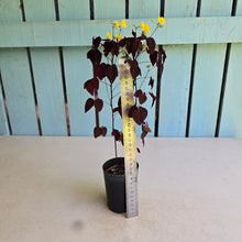 Load image into Gallery viewer, #G5 Oxalis Hedysaroides - Fire Fern