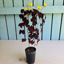 Load image into Gallery viewer, #G5 Oxalis Hedysaroides - Fire Fern