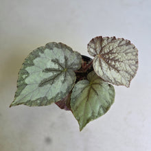 Load image into Gallery viewer, #H346 Begonia Unknown