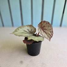 Load image into Gallery viewer, #H346 Begonia Unknown