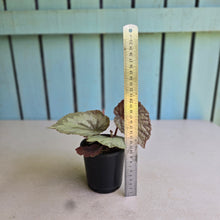 Load image into Gallery viewer, #H346 Begonia Unknown