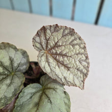Load image into Gallery viewer, #H346 Begonia Unknown