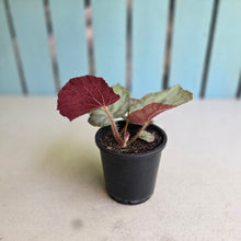 Load image into Gallery viewer, #H346 Begonia Unknown