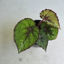 Load image into Gallery viewer, #P56 Begonia Unknown