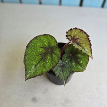 Load image into Gallery viewer, #P56 Begonia Unknown