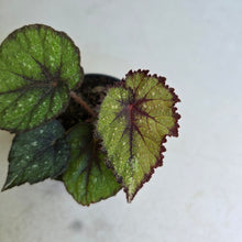 Load image into Gallery viewer, #P56 Begonia Unknown
