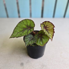 Load image into Gallery viewer, #P56 Begonia Unknown