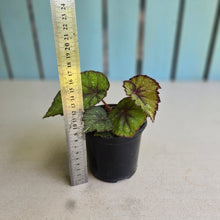 Load image into Gallery viewer, #P56 Begonia Unknown