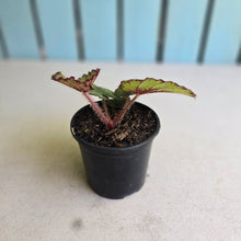 Load image into Gallery viewer, #P56 Begonia Unknown