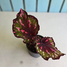 Load image into Gallery viewer, #i119 Begonia Dr Karissa
