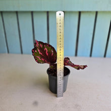 Load image into Gallery viewer, #i119 Begonia Dr Karissa