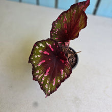 Load image into Gallery viewer, #i119 Begonia Dr Karissa